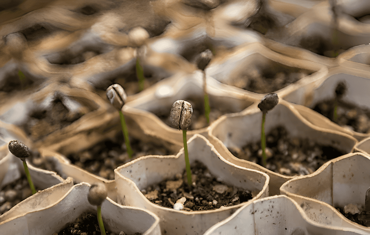 sprouting Arabica coffee beans as germinated seed for transplant into a coffee plantations