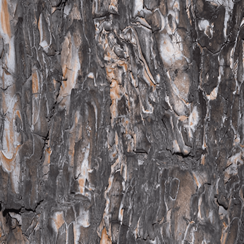 rough bark of a mature spruce tree