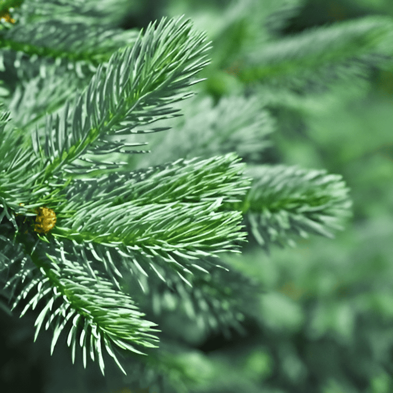 close up of needles on a spruce tree branch