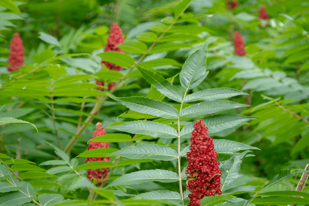 staghorn sumac tree with bright red fall foliage