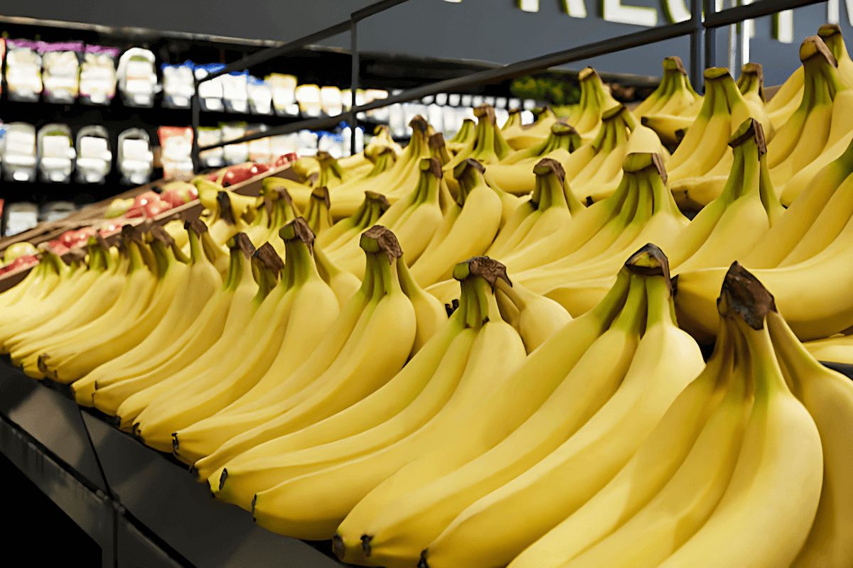 Cavendish bananas are a staple food for millions of people worldwide