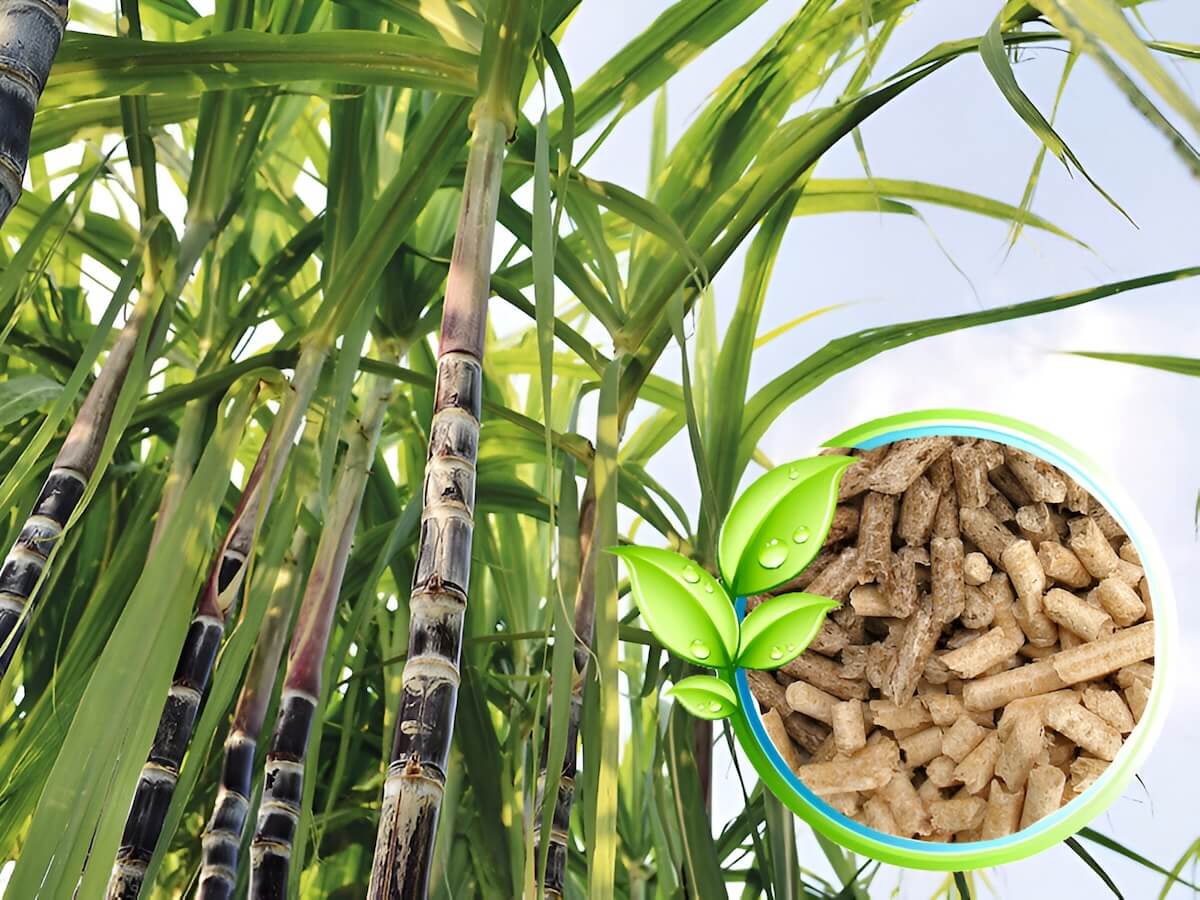 Sugarcane bagasse biomass used for renewable energy, cogeneration, biochar, and industrial heat