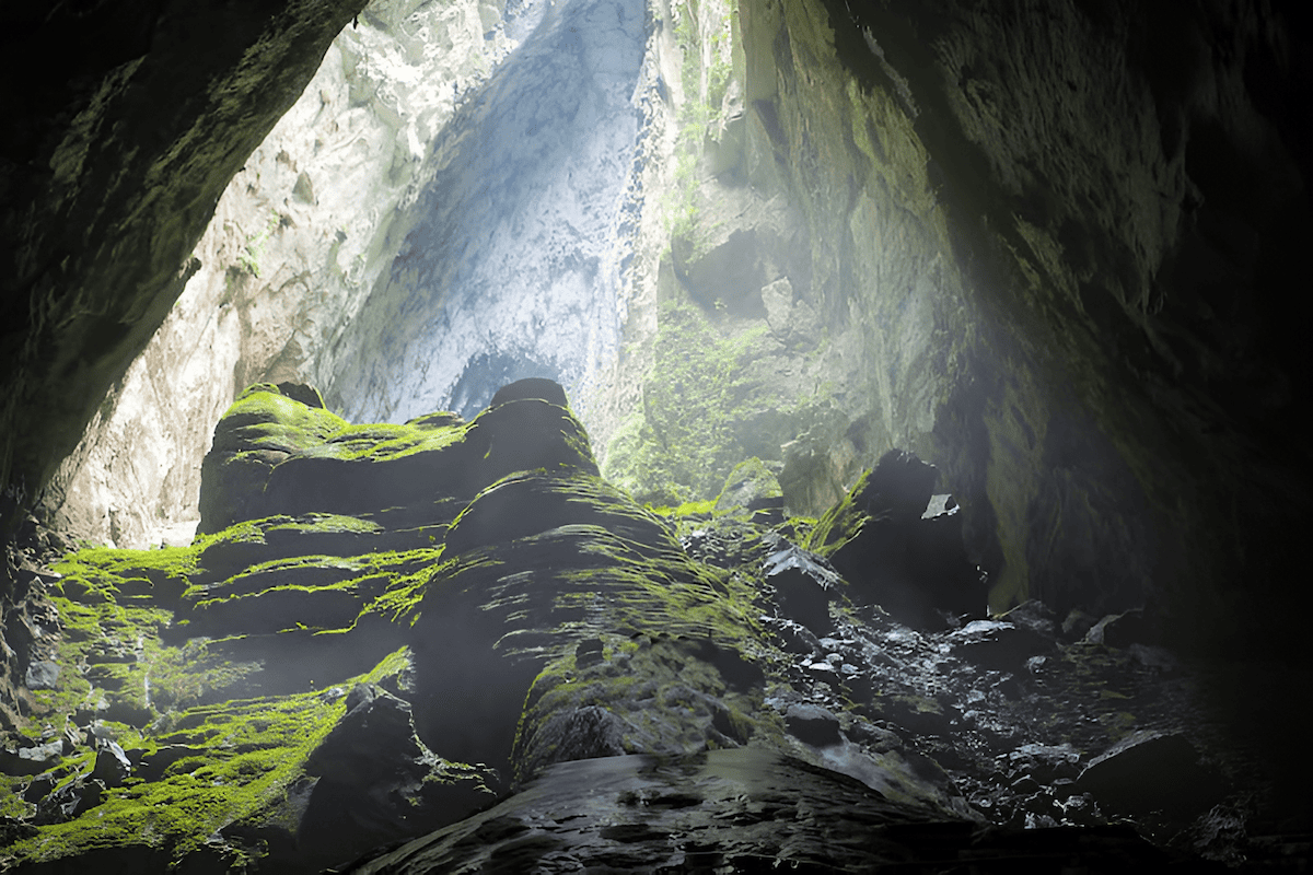 sunlight filtering into a cave to support trees and mosses in the twilight zone