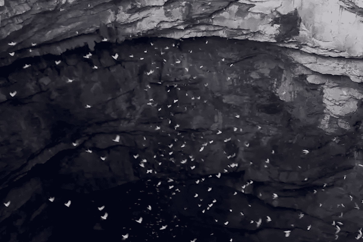 Hang En Swallow Cave the third largest cave in the world