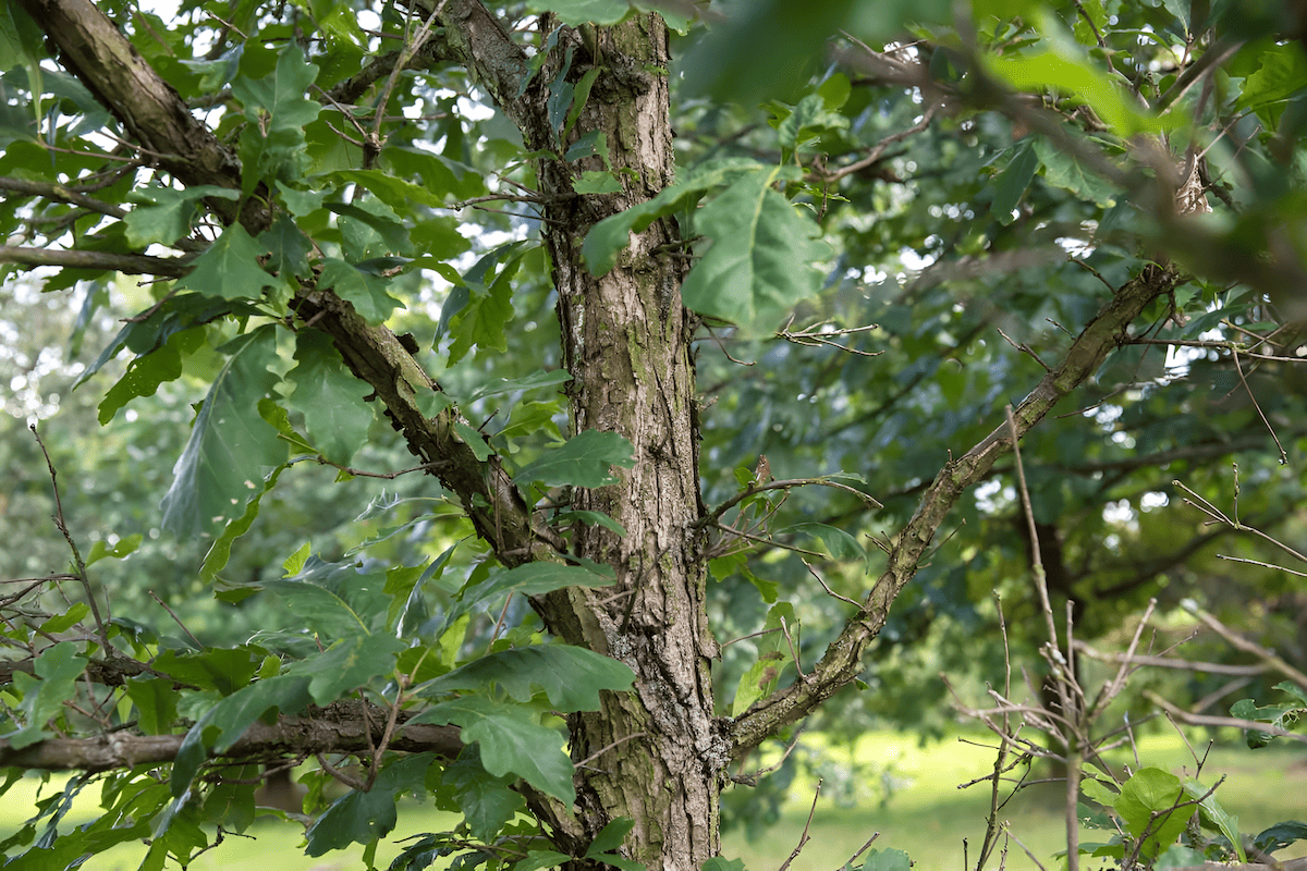 oaks that grow in swamps