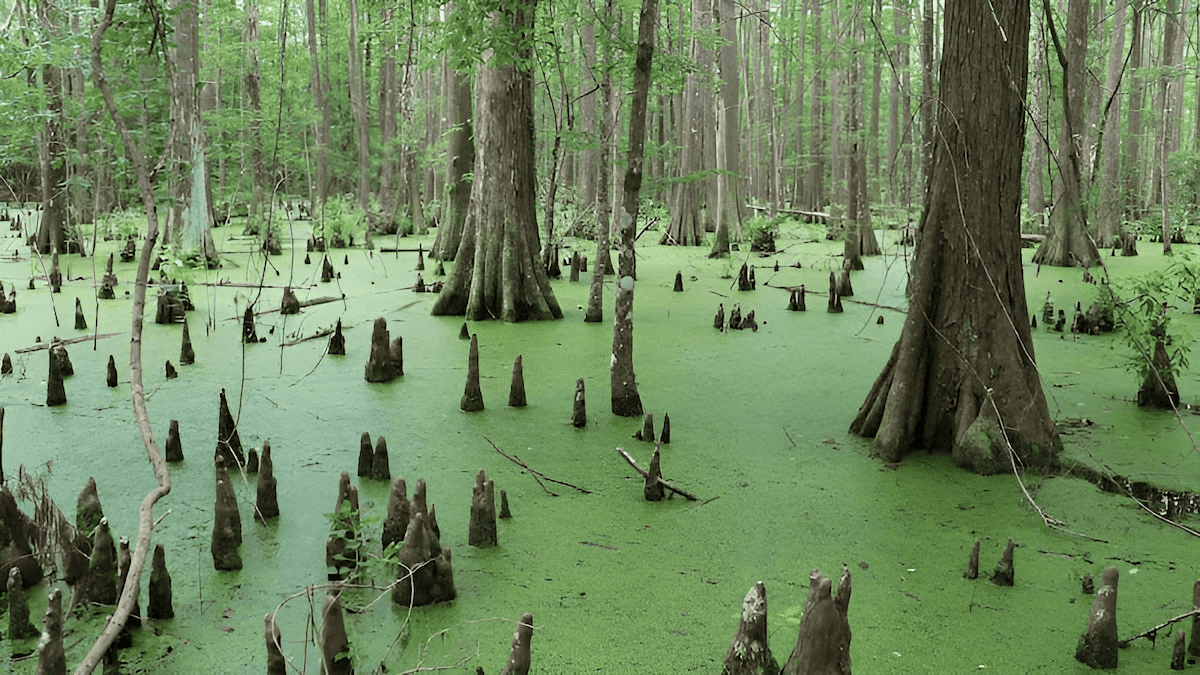 trees that grow in swamps and wetlands
