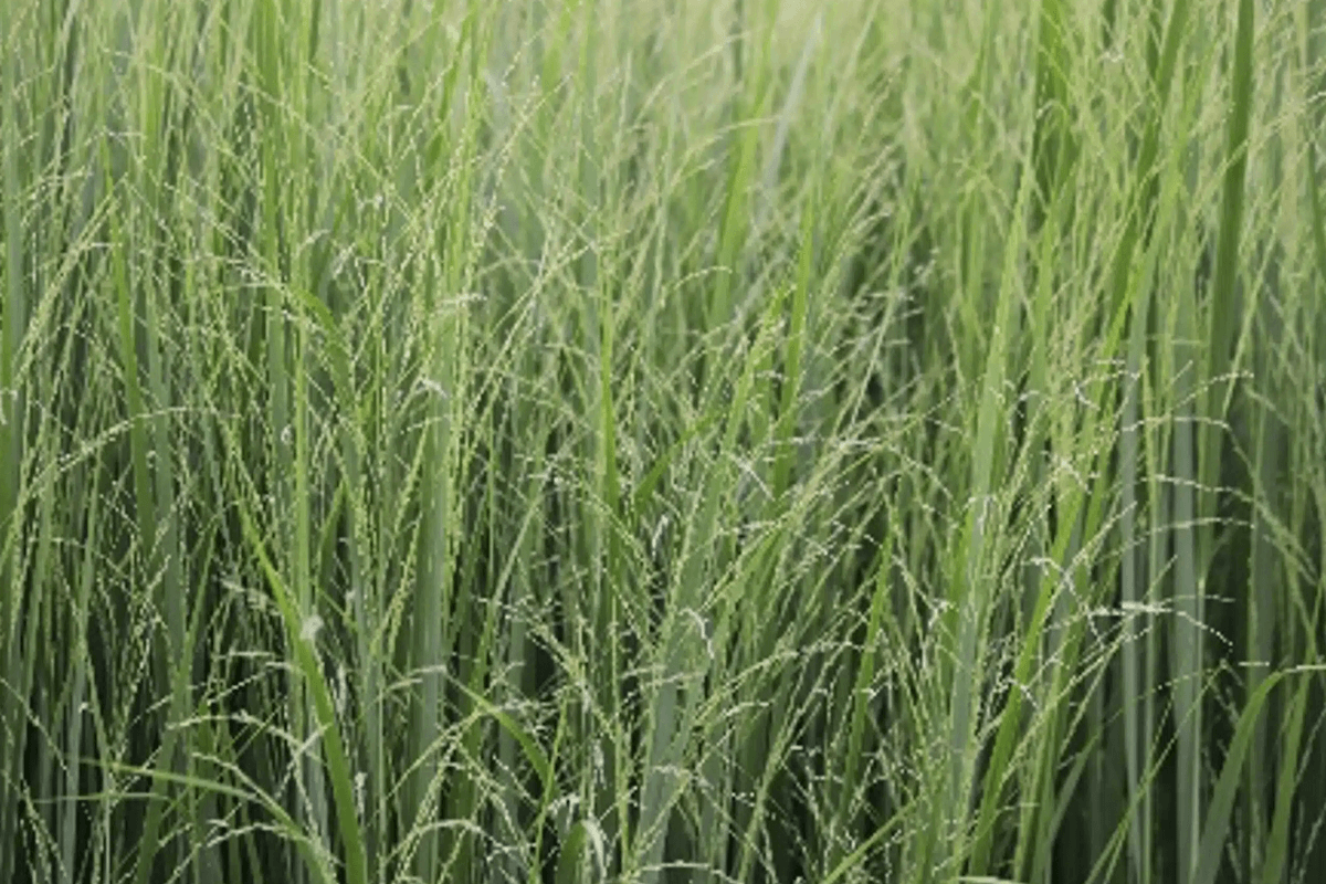 Growing switchgrass biomass for profit