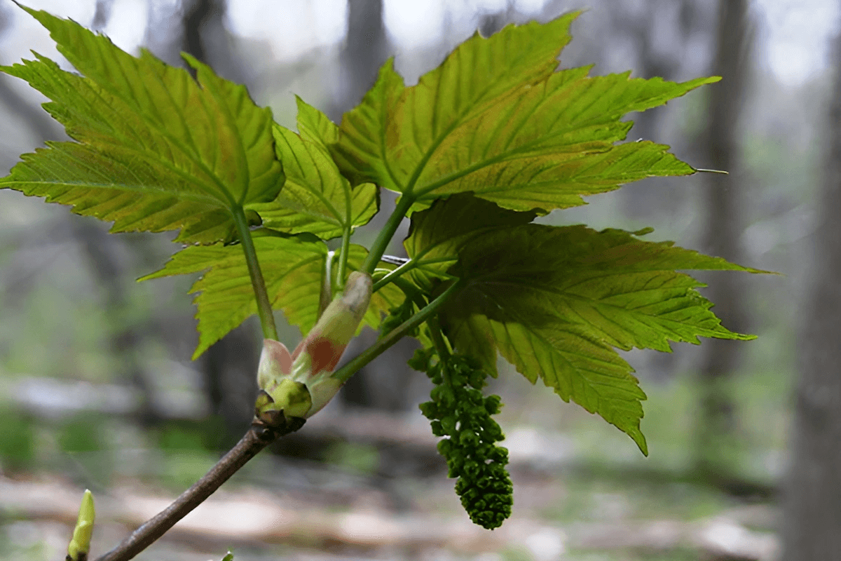 Sycamore maple (Acer pseudoplatanus) leaves and branch growth in Massachusetts