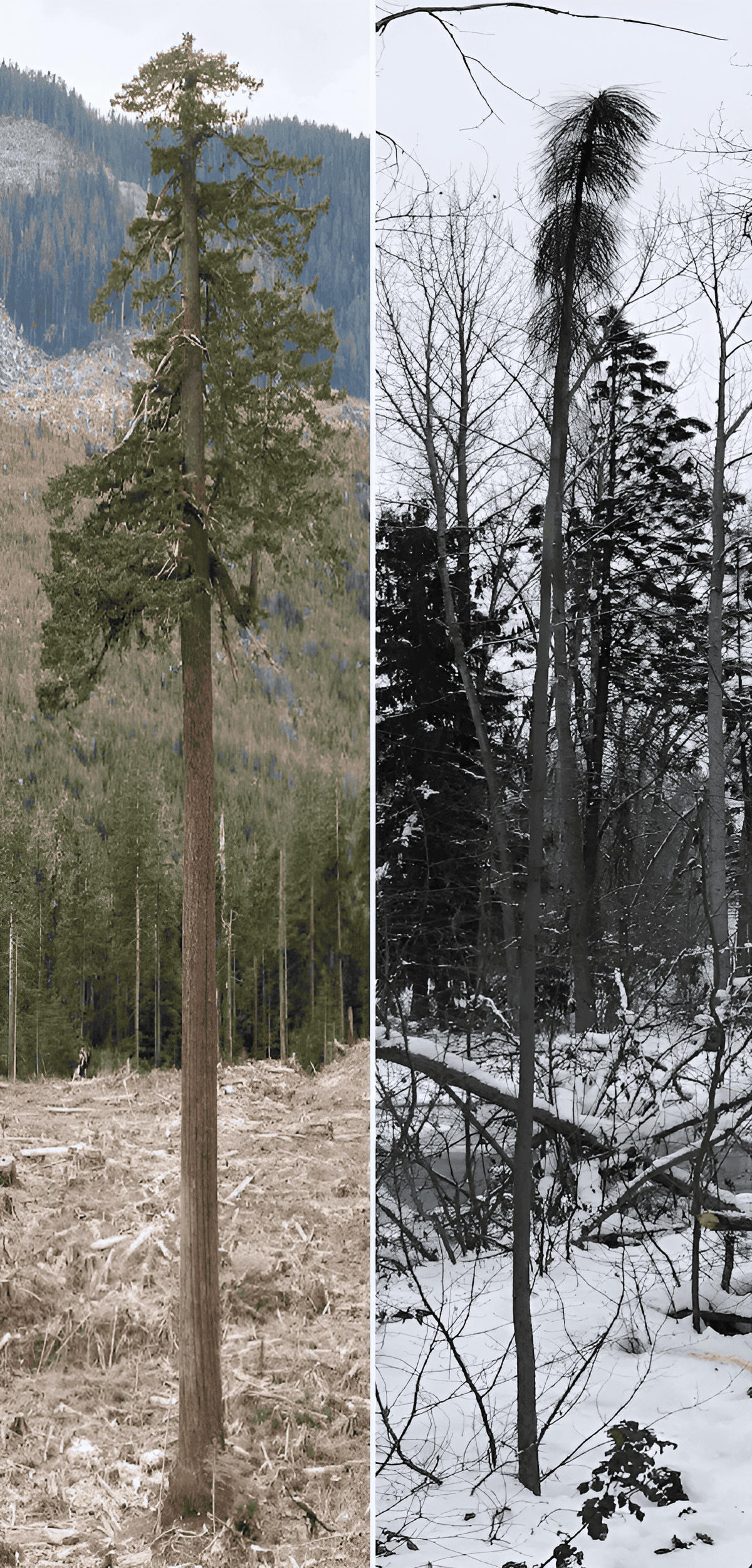 Tall pine tree seedling four years after transplant in a Tree Plantation nursery