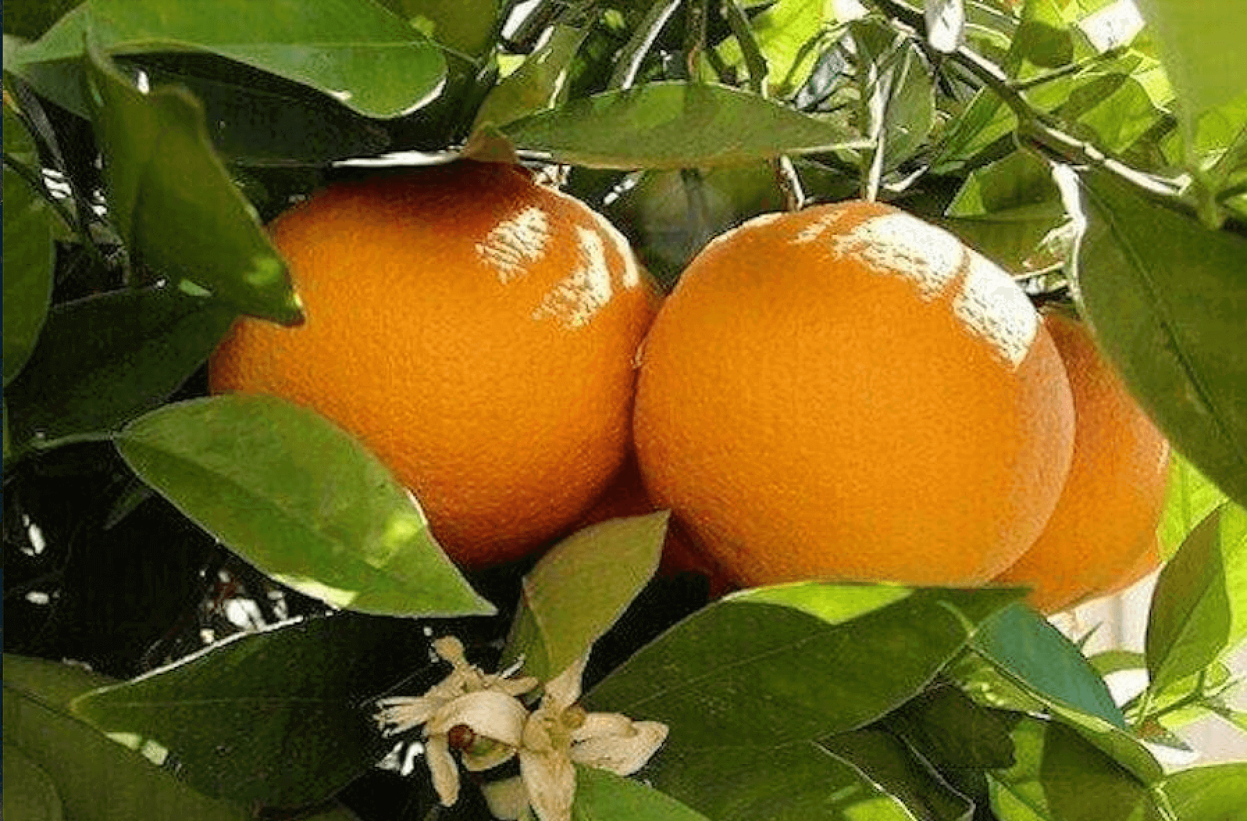 Tangerine orchard