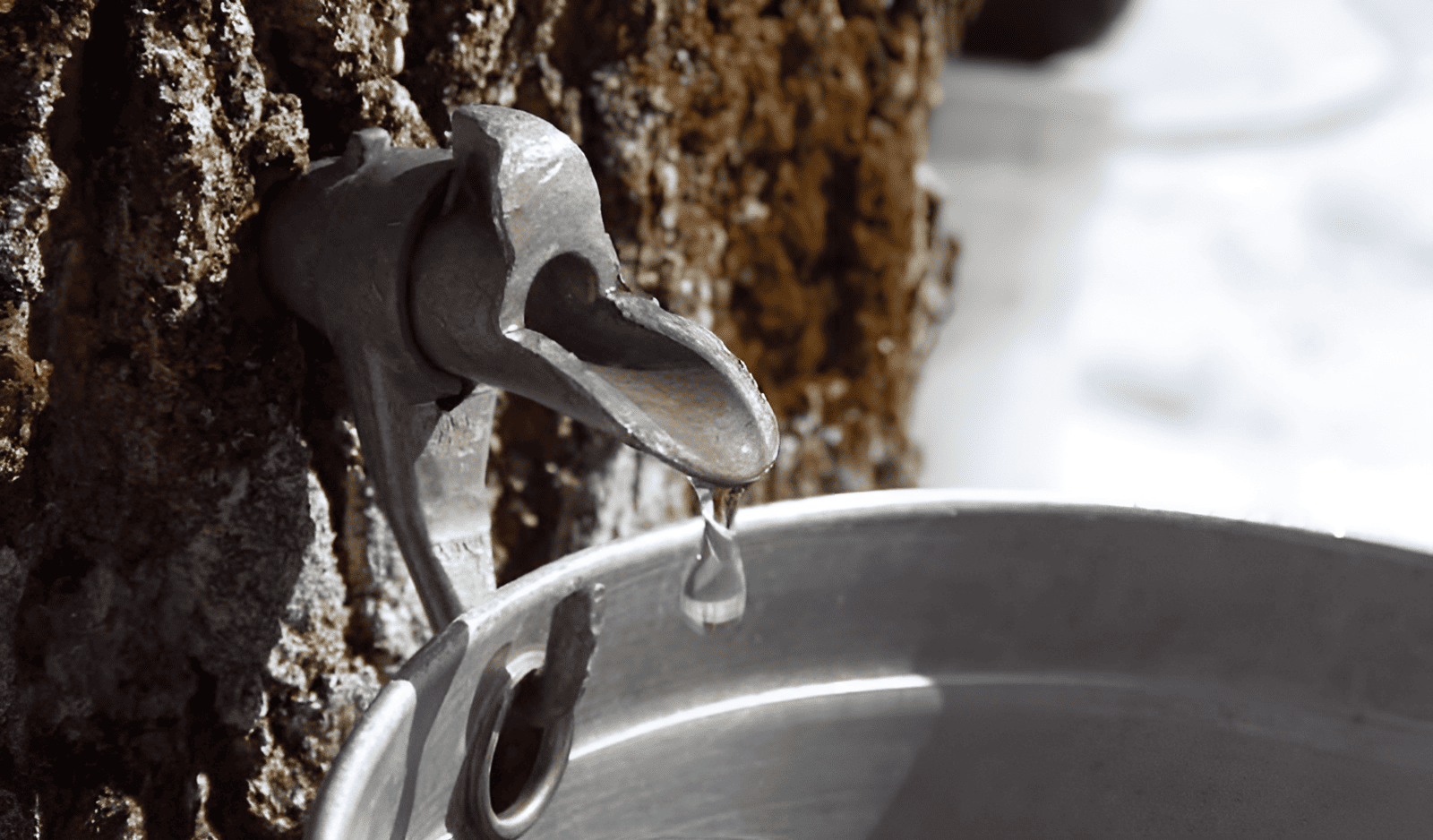 extracting sap from a maple tree for maple syrup