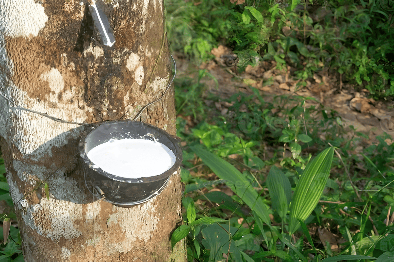 tapping rubber trees for latex and natural rubber