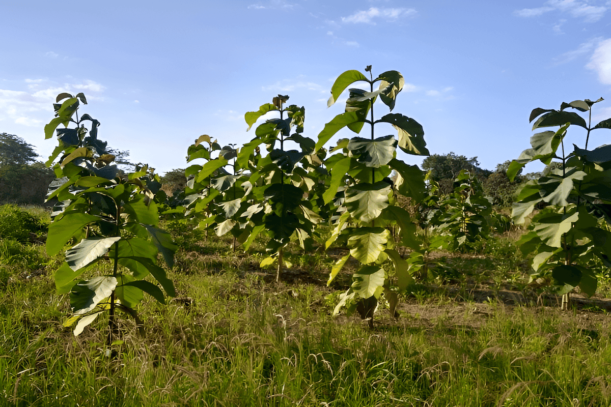 tax free teak investment opportunities in Panama and Costa Rica