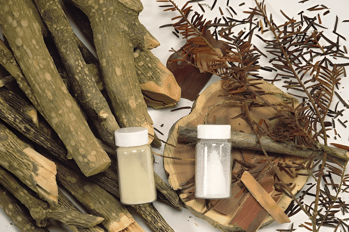 Taxol anti-cancer compound derived from Pacific yew and other yew species