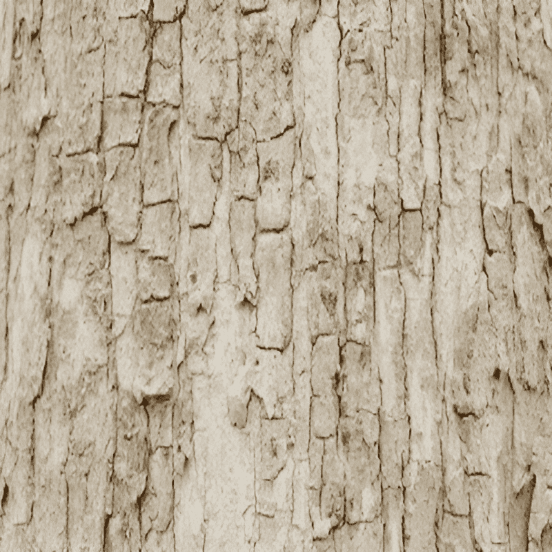 bark of a teak tree used for identification