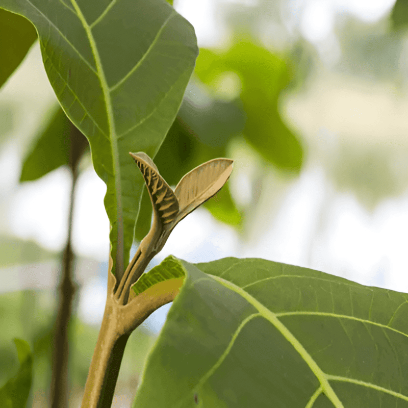 teak tree identification and plantation tree