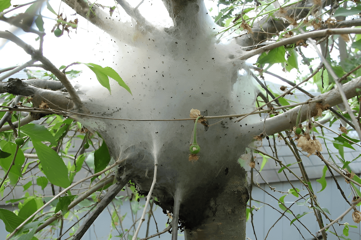 Tent caterpillars and silk tent in a choke cherry tree