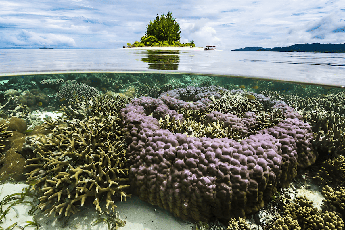 the world famous south pacific coral triangle