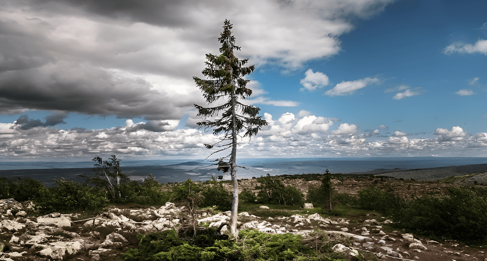 ten thousand year old tree