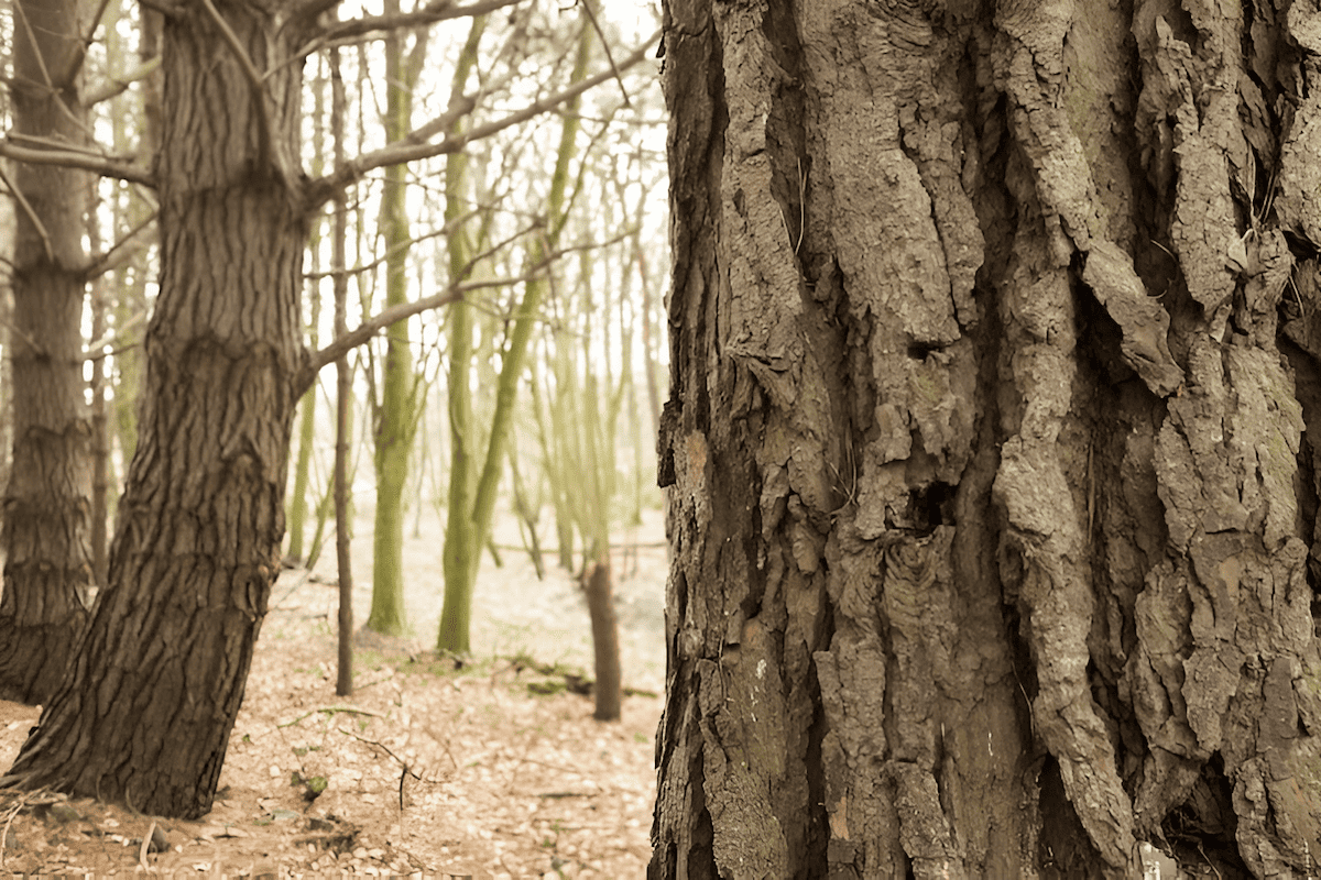 tree bark anatomy showing the protective skin and lifeline of a tree