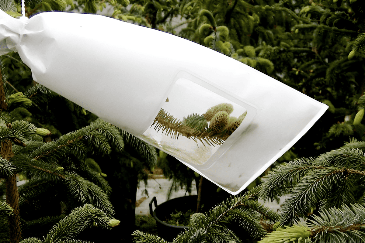 tree breeders selecting traits that ensure the survival of a particular tree species