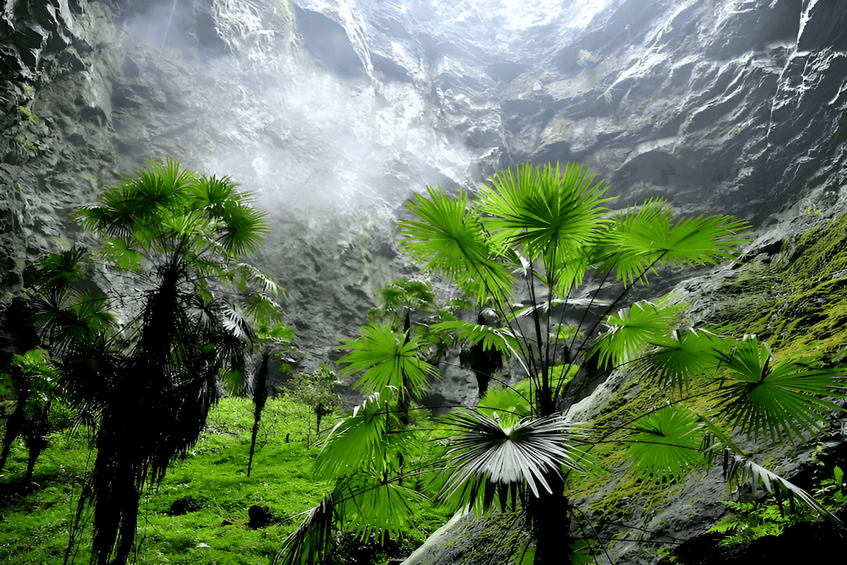 trees growing at a cave entrance, transforming a rocky cavern into a green ecosystem