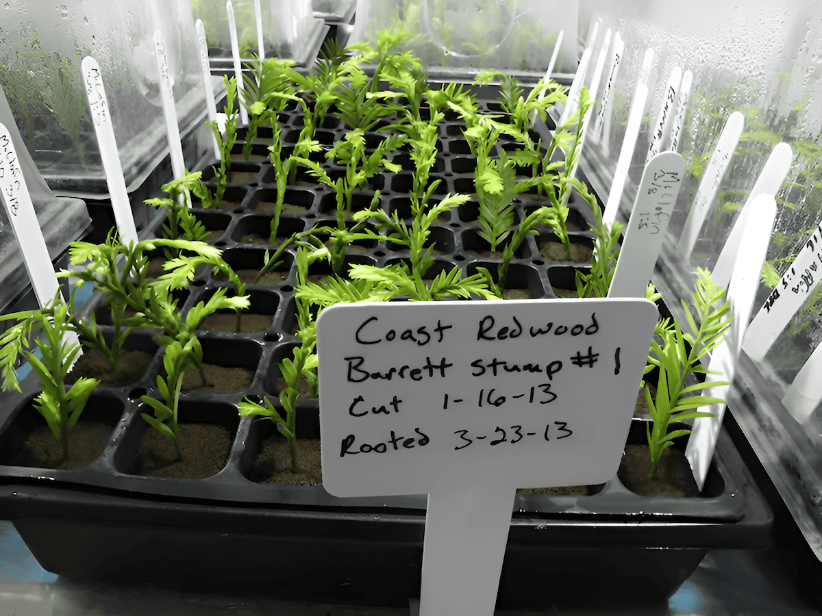 cloning trees for reforestation and climate change adaptation