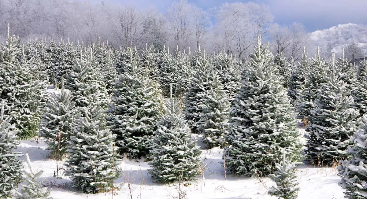 christmas tree farm in winter