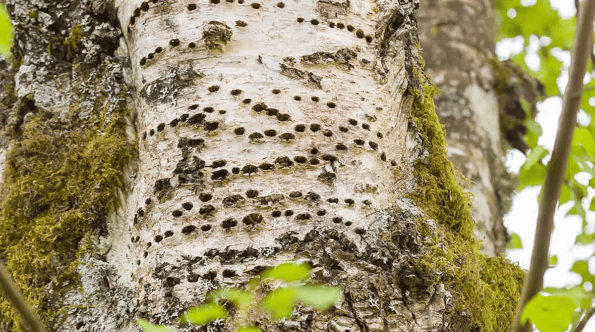 How to head hverall tree health