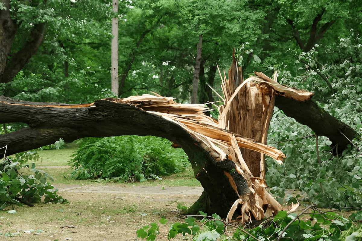 mature tree damaged by lightning strike along the trunk
