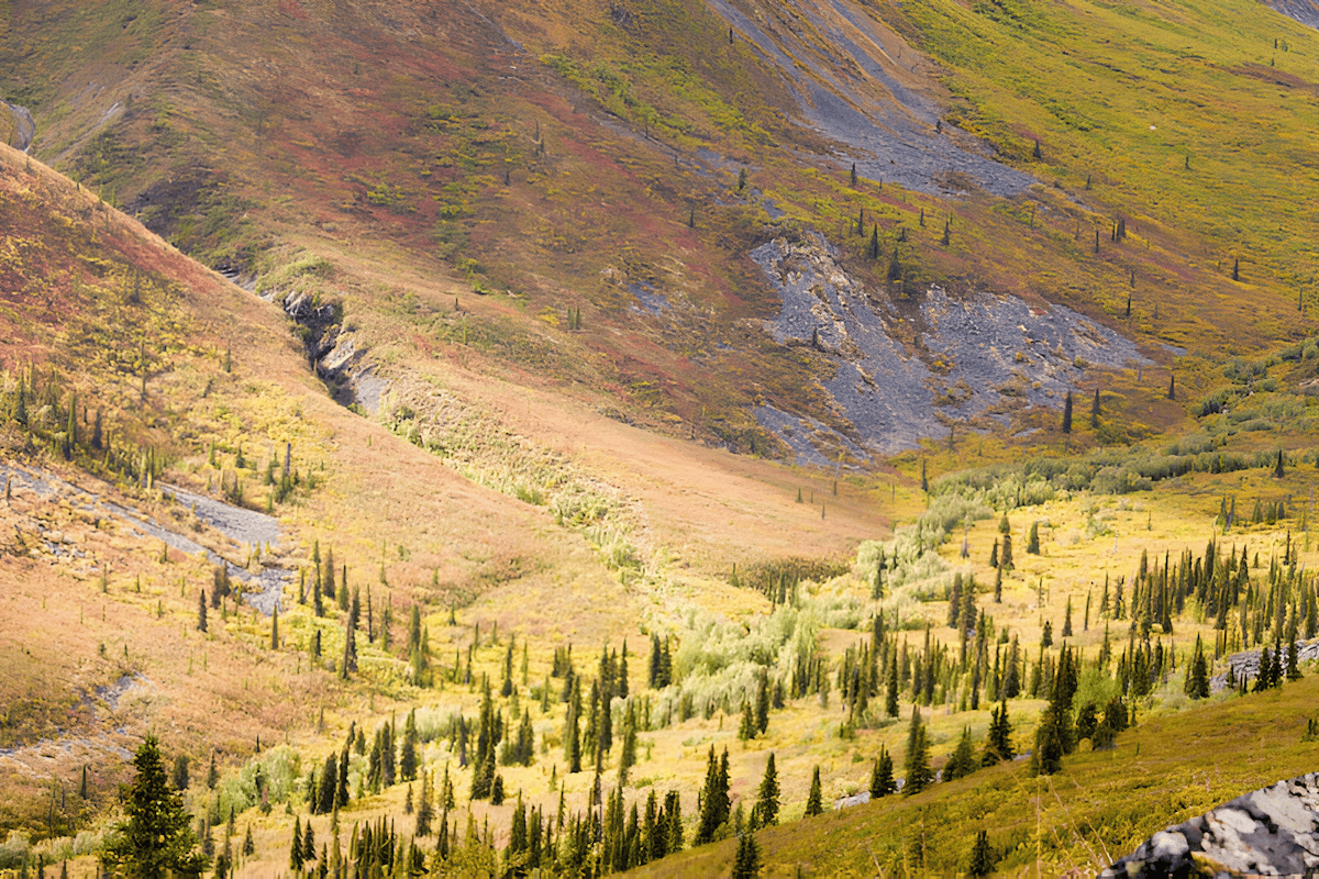 An aerial photo of the arctic tree line