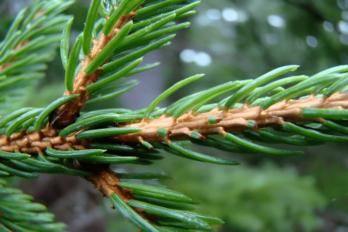 the needle-like leaves of coniferous evergreen trees