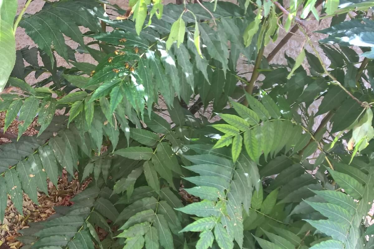 Tree-of-heaven foliage (Ailanthus altissima) with long compound leaves
