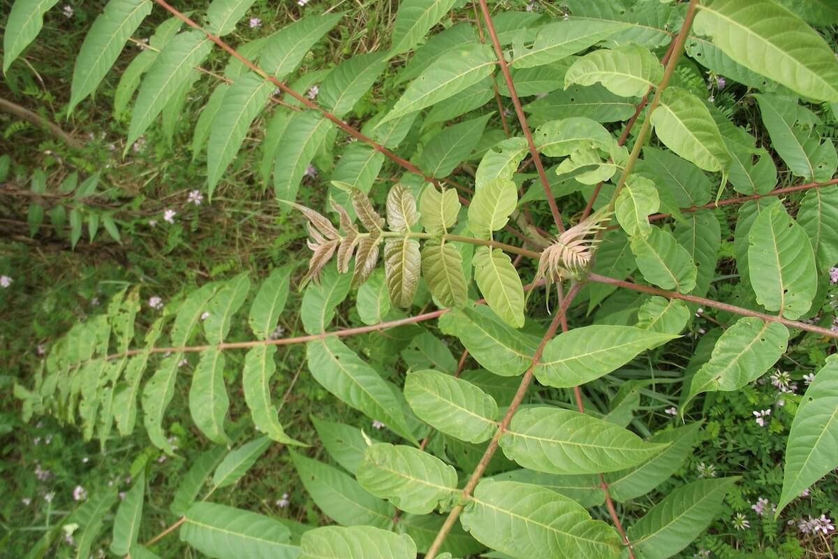 Tree-of-heaven (Ailanthus altissima) leaves and stems