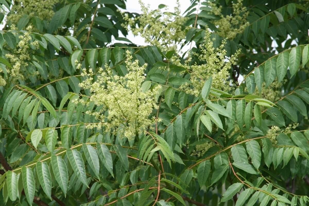 Tree-of-heaven growing along Rhode Island roadside