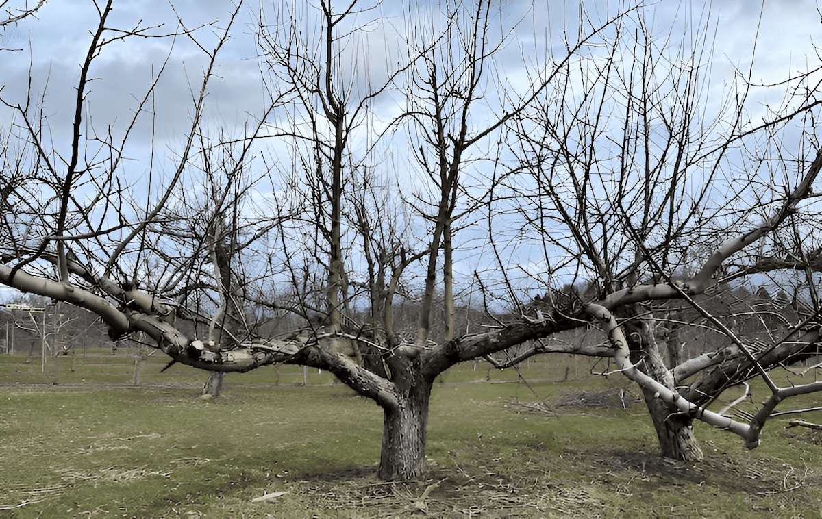 orchard fruit tree before pruning showing dense unpruned crown