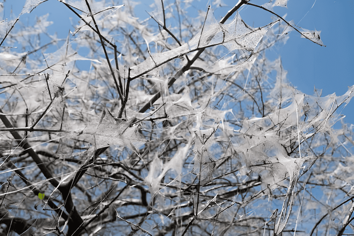 Tree stripped of leaves by tent caterpillars