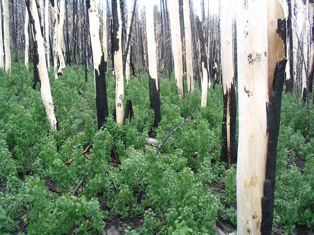 new trees sprouting up in a few short years after a wildfire