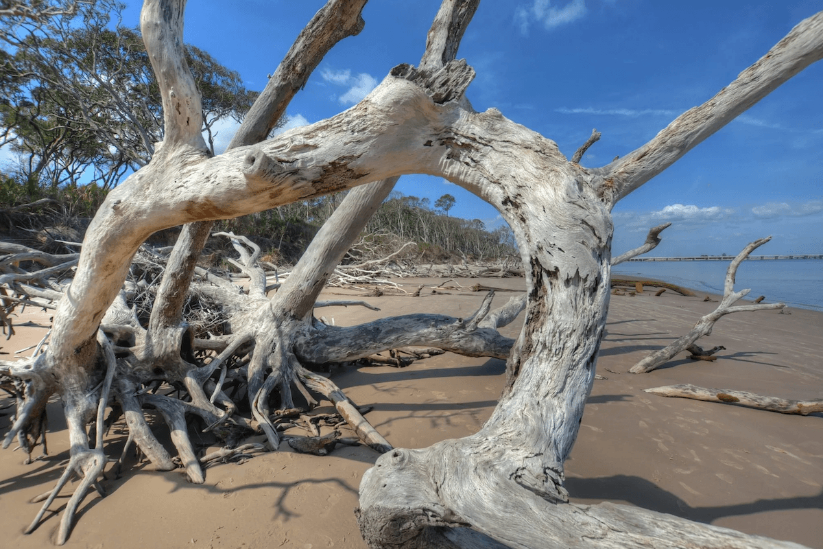 Trees that become driftwood showing logs and branches forming driftwood in rivers and coastal environments