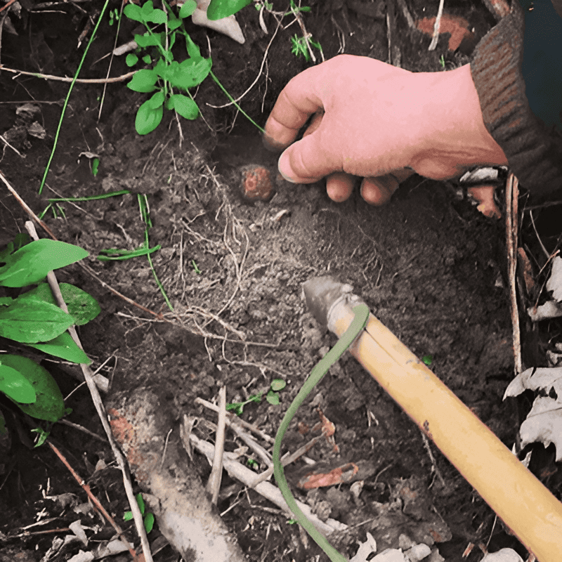 digging for truffles