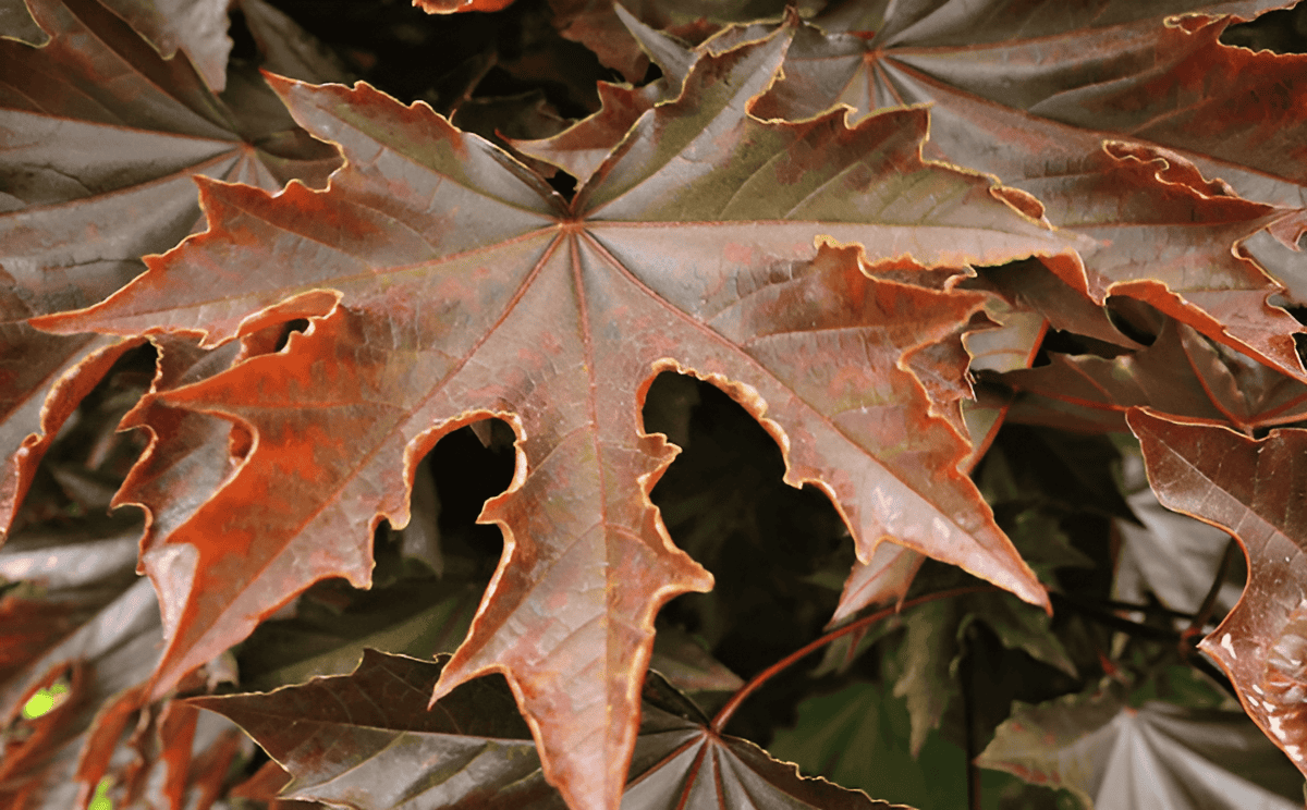 different maple tree varieties including sugar maple and Japanese maple