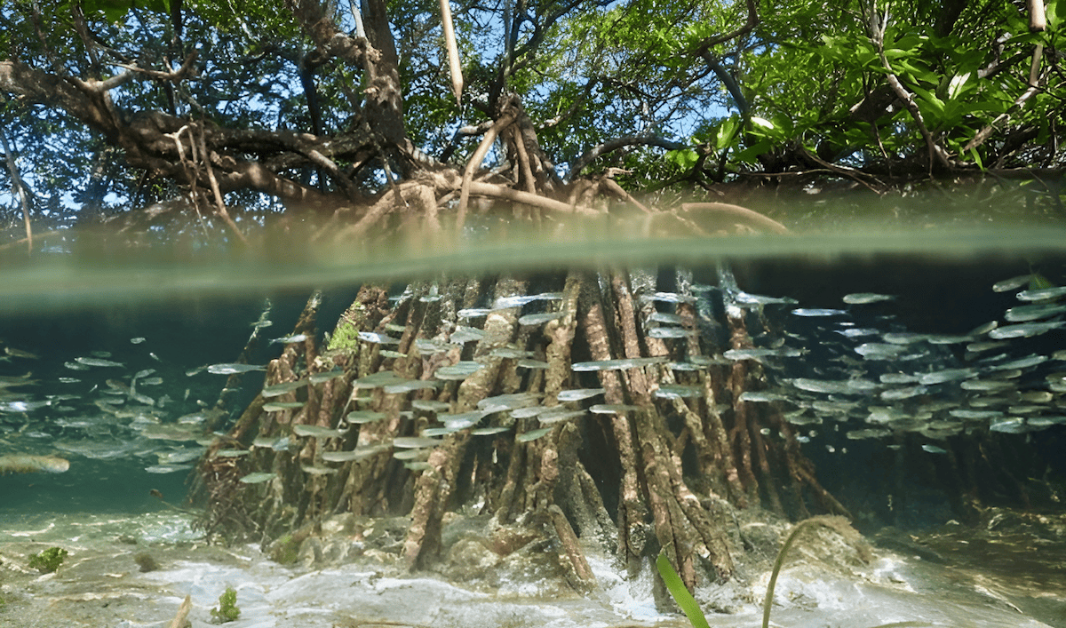 underwater life among mangrove swamp roots