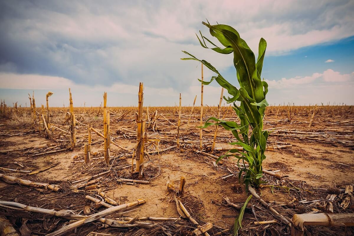 Degraded farmland from unsustainable agriculture with dry soil, crop stubble, and one surviving corn plant