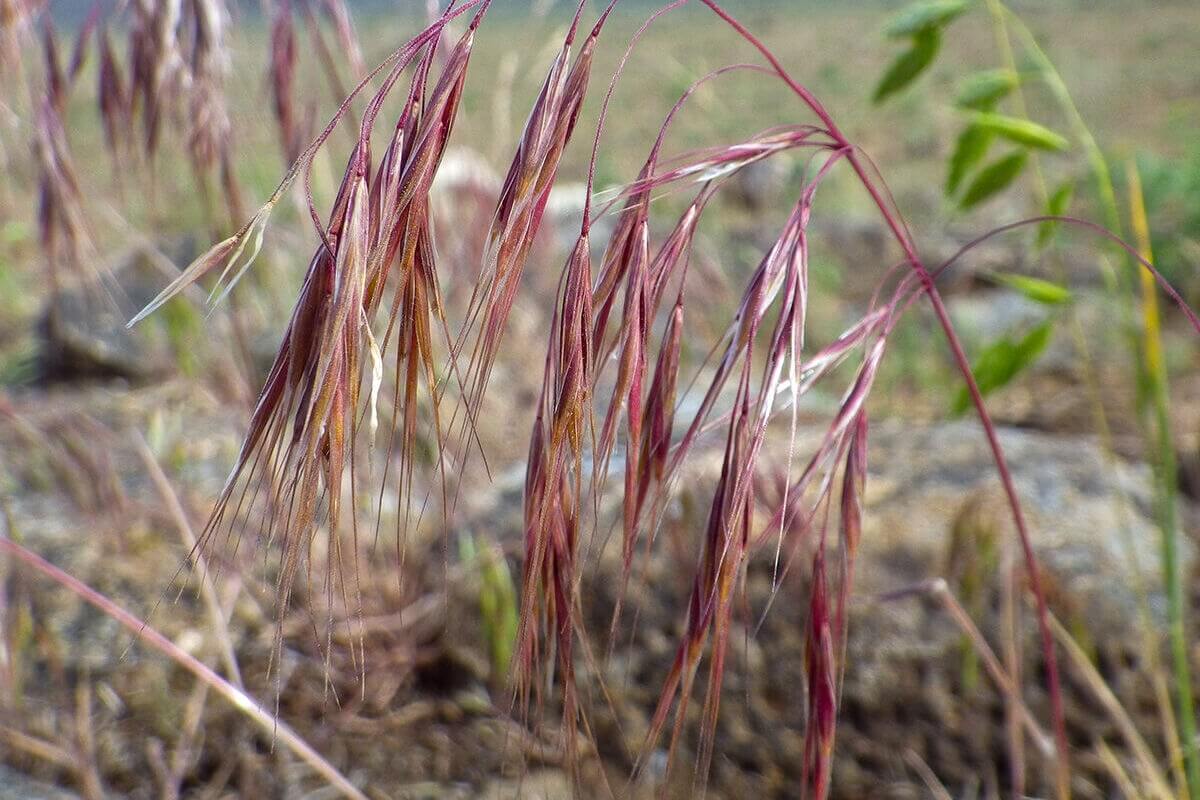 Cheatgrass (Bromus tectorum) invasive grass in Utah foothills increasing wildfire risk