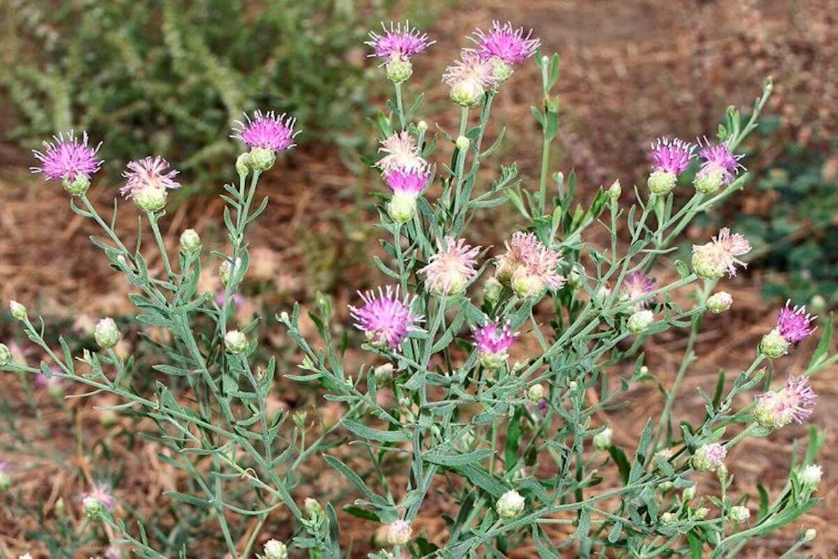 Russian knapweed (Rhaponticum repens) invasive weed along an irrigation canal in Utah