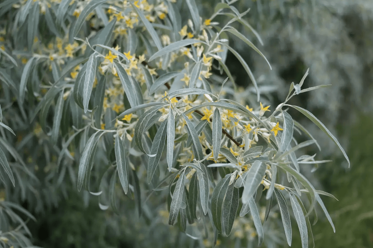 Russian olive (Elaeagnus angustifolia) with silvery leaves near a Utah farm ditch