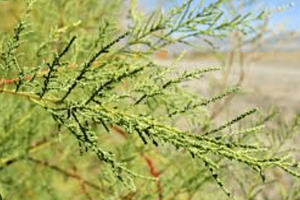 Saltcedar (Tamarix spp.) invading a Utah riparian corridor