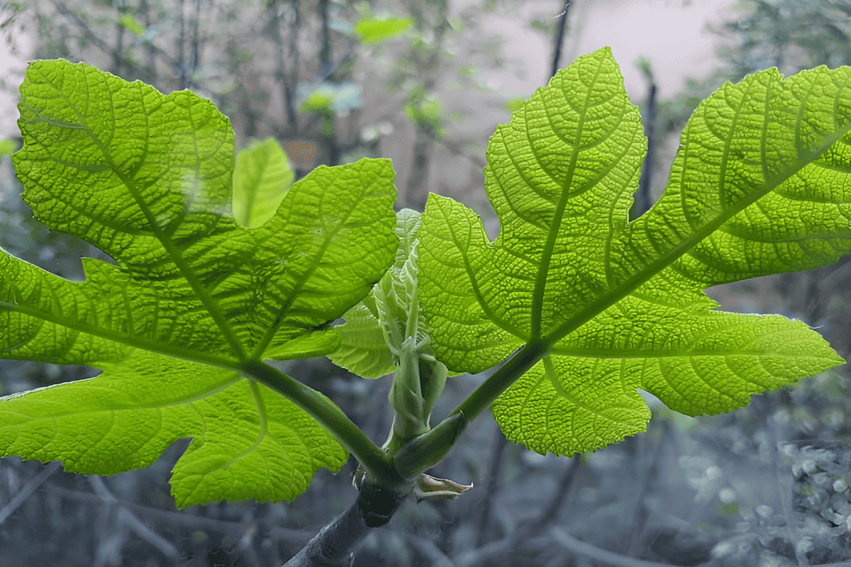 close up of the vein structure and venation pattern of a leaf