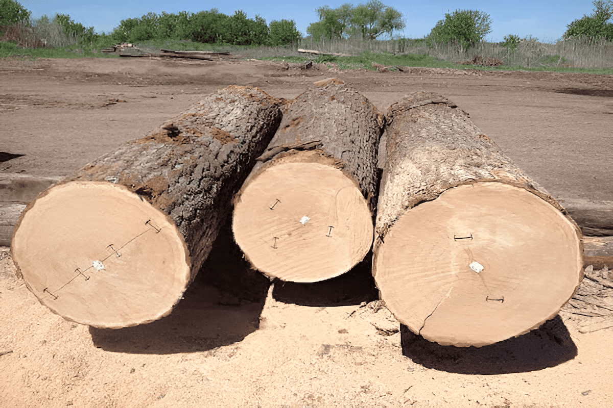 high grade hardwood veneer sawlogs stacked in a yard