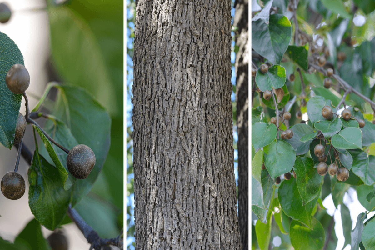 Callery pear (Bradford pear) escaping landscaping in Virginia and spreading into field edges